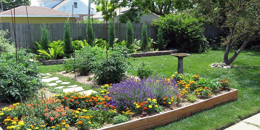 🌿 The Rise of the Backyard Pharmacy: A Return to Nature and Self-Reliance 🌿