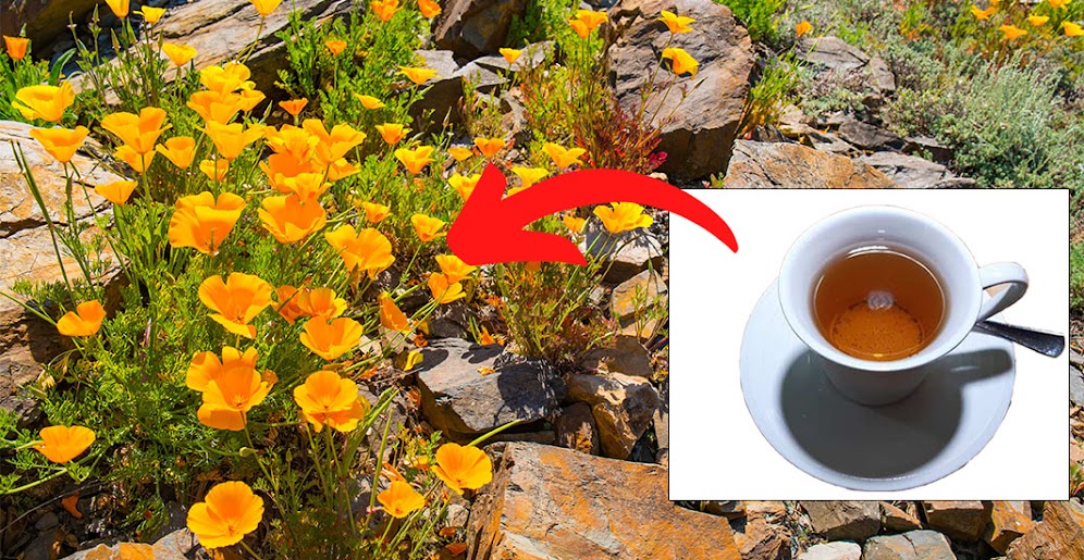 FREE Beginner’s Guide to 9 Powerful Healing Herbs and A Backyard Pharmacy: Starter Checklist